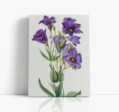 Eustoma Russelianum (1930) by Mary Vaux Walcott Wall Art Print - Artrise