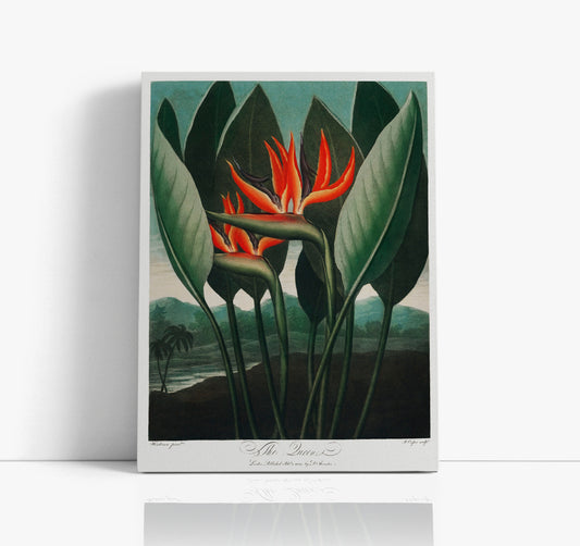 The Queen–Plant from The Temple of Flora (1807) by Robert John Thornton Wall Art Print - Artrise